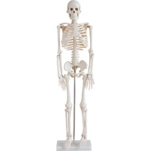 İnsan İskeleti Modeli 85cm Doğal Kemik Renginde