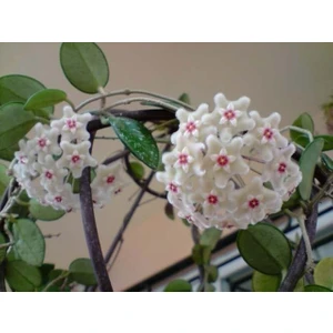 Antalya Tropikal Hoya Cv. Mathilda Kokulu Mum Çiçeği 10 - 20 cm Boyda, Güçlü Sürgünlü, Saksıda Köklü Gelişmekte ( Kod:Mum 22B)