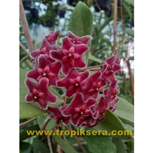 Antalya Tropikal Hoya Carnosa Red - Kokulu Mum Çiçeği 10-20 cm Boyda Mini Saksıda Köklü Güçlü Sürgünlü ( Kod:New 107C)