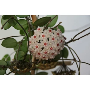 Antalya Tropikal Hoya Cv. Chouke Kokulu Mum Çiçeği 10-20 cm boyda, Toprak Da Köklü Çelik ( Kod:Mum 21A)