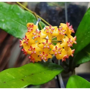 Antalya Tropikal Hoya Valmayoriana - Kokulu Mum Çiçeği 10-20 cm boyda. Toprak Da Köklü ve sürgünlü ( Kod:New 68A)