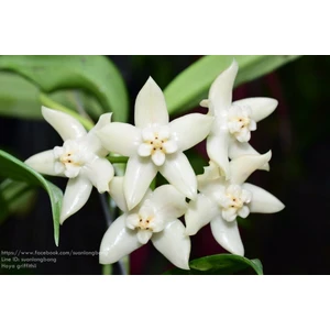 Antalya Tropikal Hoya Griffithii - Kokulu Mum Çiçeği 10-20 cm boyda. Toprak Da Köklü ve sürgünlü( Kod:New 34A)