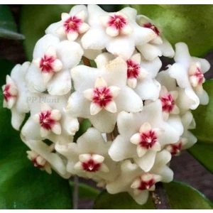 Antalya Tropikal Hoya Carnosa Crinkle 8 White - Kokulu Mum Çiçeği 10-20 cm boyda, Toprak Da Köklü Çelik ( Kod:New 10A)