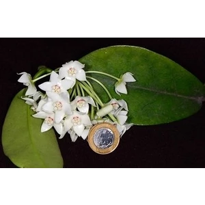 Antalya Tropikal Hoya Albiflora - Kokulu Mum Çiçeği 10-20 cm boyda. Toprak Da Köklü ve sürgünlü ( Kod:New 03A)