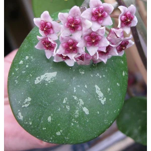 Antalya Tropikal Hoya Obovata - Kokulu Mum Çiçeği 10 - 30 cm Boyda Orta Boy, Güçlü Sürgünlü, Saksıda Köklü Gelişmekte (Kod: 62)