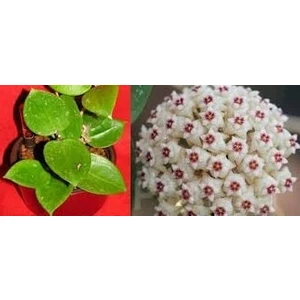 Antalya Tropikal Hoya Acuta EPS199 Rb. Mini. Yoğun Karanfil Kokulu Mum Çiçeği. 10-20 cm Boyda Mini Saksıda Köklü Güçlü Sürgünlü ( Kod:Mum 55C)