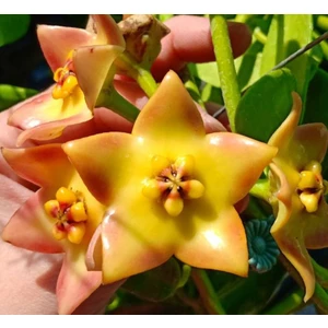Antalya Tropikal Hoya Ruthie - Mum Çiçeği 10-20 cm Boyda Mini Saksıda Köklü Güçlü Sürgünlü ( Kod:New 102C)