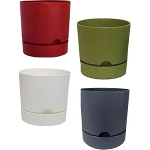 4 Adet Saksı Begonya 25 cm