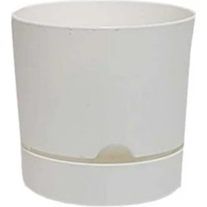 Saksı Begonya 25 cm Beyaz