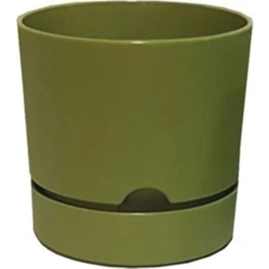 Saksı Begonya 25 cm Yosun Yeşili