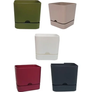 5 Adet Saksı Begonya Kare 16 cm