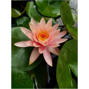 Köyceğiz Bitki Dünyası Saksıda Nilüfer Çiçeği (Somon) Lotus Çiçeği ( N. Colorado)