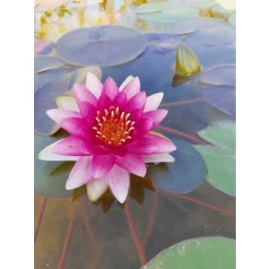 Köyceğiz Bitki Dünyası Saksıda Nilüfer Çiçeği (Kırmızı) Lotus Çiçeği ( N. Attraction)