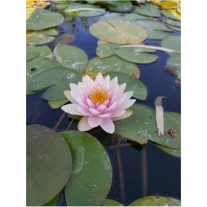 Köyceğiz Bitki Dünyası Saksıda Nilüfer Çiçeği (Pembe) Lotus Çiçeği ( N. Hollandia)