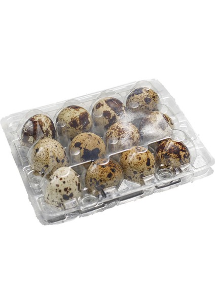 Bıldırcın Yumurtası Viyolü 1500 Adet