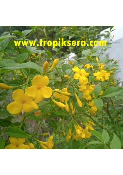 Kod: Y10 Kokulu Sarı Yasemin Jasminum Revolutum ( 3 - 4 Yaş 80 - 100 cm Boyda )