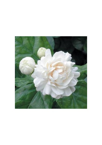 Kod: Y19 Full Jasminum Sambac Grand Duke ( Katmerli. Minik Gül Şeklinde ) 3 Yaş 40 - 60 cm Boyda