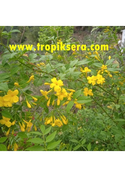 Kod: Y10 Kokulu Sarı Yasemin Jasminum Revolutum ( 3 - 4 Yaş 80 - 100 cm Boyda )
