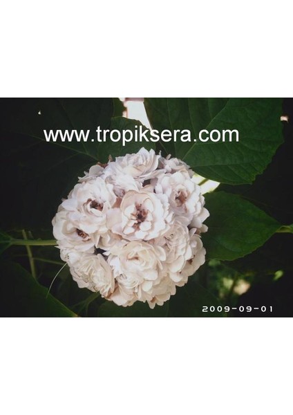 KOD:Y55 Arap Ful - Clerodendrum Fragrans (50-60 Cm)
