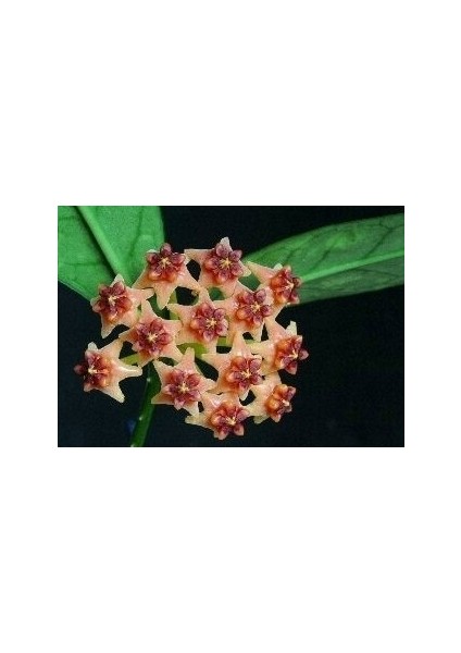 Antalya Tropikal Hoya Lobbii Orange - Kokulu Mum Çiçeği 10-20 cm Boyda Mini Saksıda Köklü Güçlü Sürgünlü ( Kod:New 115C)