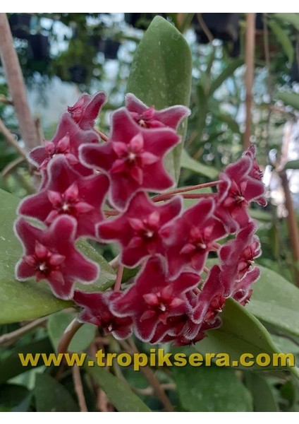 Antalya Tropikal Hoya Carnosa Red - Kokulu Mum Çiçeği 10-20 cm Boyda Mini Saksıda Köklü Güçlü Sürgünlü ( Kod:New 107C)