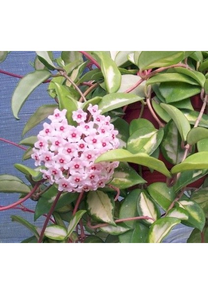 Antalya Tropikal Hoya Carnosa Tricolor Kokulu Mum Çiçeği 10 - 20 cm Boyda, Güçlü Sürgünlü, Saksıda Köklü Gelişmekte ( Kod:Mum 24B)