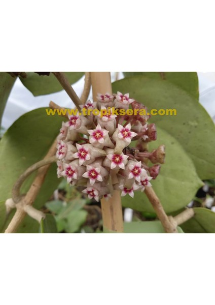 Antalya Tropikal Hoya Sp. EPC-204 - Sümbül Kokulu Mum Çiçeği. 10 - 20 cm Boyda Orta Boy, Güçlü Sürgünlü, Saksıda Köklü Gelişmekte ( Kod:New 01B)