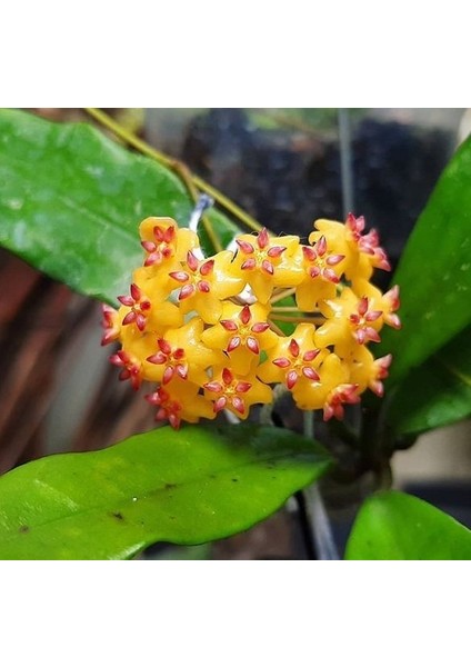 Antalya Tropikal Hoya Valmayoriana - Kokulu Mum Çiçeği 10-20 cm boyda. Toprak Da Köklü ve sürgünlü ( Kod:New 68A)