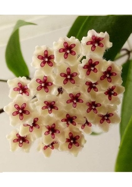 Antalya Tropikal Hoya Phuwuaensis - Kokulu Mum Çiçeği 10-20 cm boyda. köklü ve sürgünlü ( Kod:New 58A)