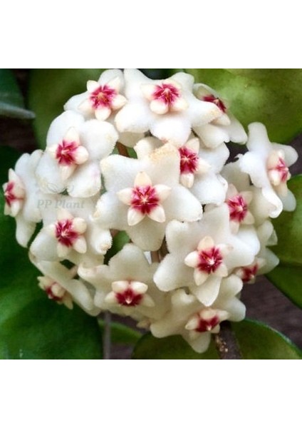 Antalya Tropikal Hoya Carnosa Crinkle 8 White - Kokulu Mum Çiçeği 10-20 cm boyda, Toprak Da Köklü Çelik ( Kod:New 10A)