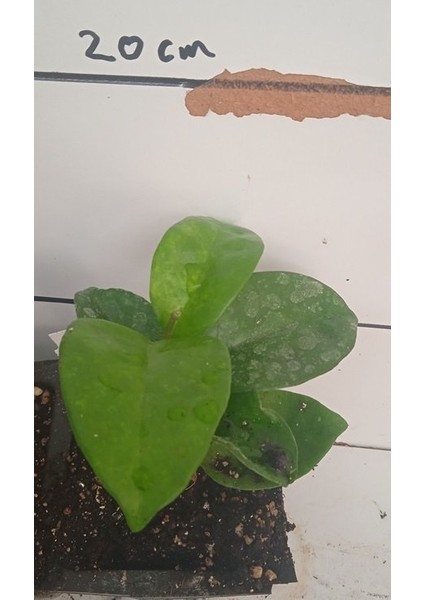 Antalya Tropikal Hoya Carnosa Crinkle 8 White - Kokulu Mum Çiçeği 10-20 cm boyda, Toprak Da Köklü Çelik ( Kod:New 10A)