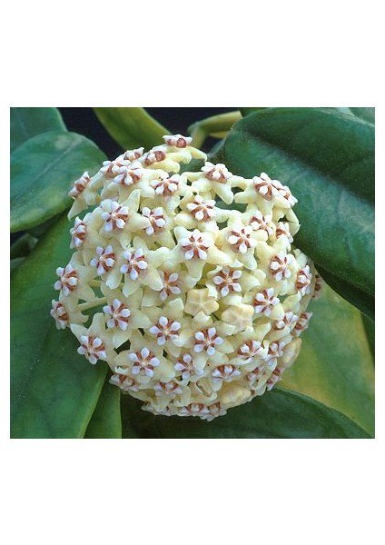 Antalya Tropikal Hoya Globulosa Kokulu Mum Çiçeği 10-20 cm Boyda Mini Saksıda Köklü Güçlü Sürgünlü ( Kod:Mum 35C)