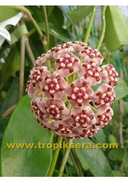 Antalya Tropikal Hoya Meliflua Ssp. Fraterna, Mum Çiçeği 10-20 cm Boyda Mini Saksıda Köklü Güçlü Sürgünlü ( Kod:Mum 41C)