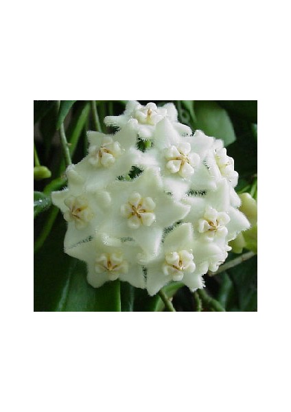 Antalya Tropikal Hoya Longifolia Kokulu Mum Çiçeği 10-20 cm Boyda Mini Saksıda Köklü Güçlü Sürgünlü ( ( Kod:Mum 39C)