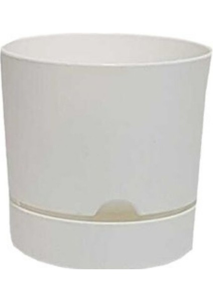 Saksı Begonya 18 cm Beyaz