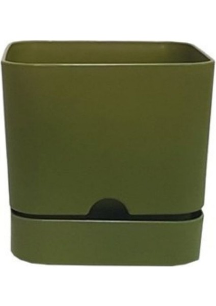 Saksı Begonya Kare 16 cm Yosun Yeşili