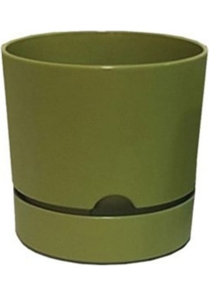 Saksı Begonya 12 cm Yosun Yeşili modelleri