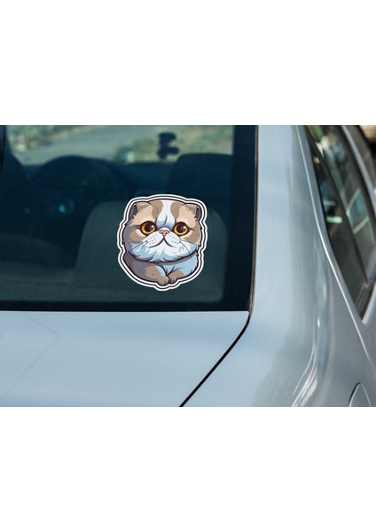 Sticker Master Scottish Fold Cat Kedi Motorsiklet, Kask,laptop ve Araç Sticker Etiket 14X15 cm