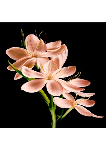 Siyah Zemin Orkide ve Gerbera Çiçekleri Doğal Taş Bardak Altlığı 4'lü Set - Natural Stone Coasters modelleri