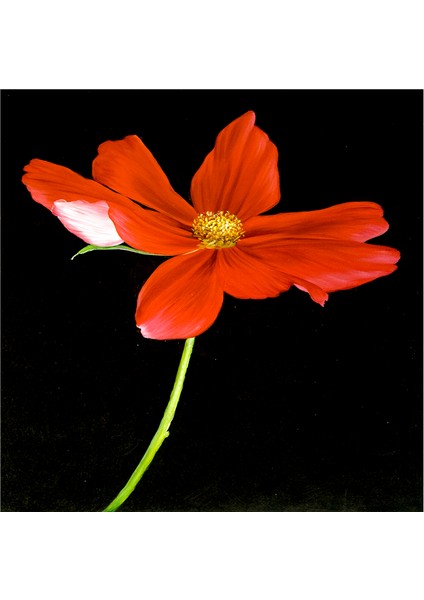 Siyah Zemin Orkide ve Gerbera Çiçekleri Doğal Taş Bardak Altlığı 4'lü Set - Natural Stone Coasters fırsatları