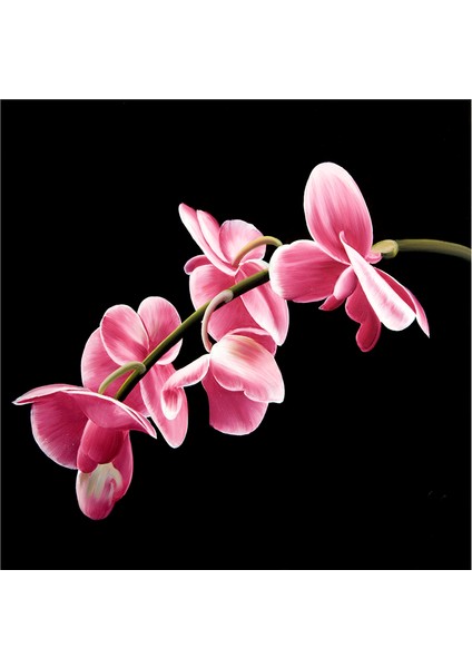 Siyah Zemin Orkide ve Gerbera Çiçekleri Doğal Taş Bardak Altlığı 4'lü Set - Natural Stone Coasters indirimleri