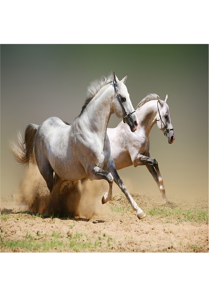 Koşan Atlar Doğal Taş Bardak Altlığı 4'lü Set - Natural Stone Coasters modelleri