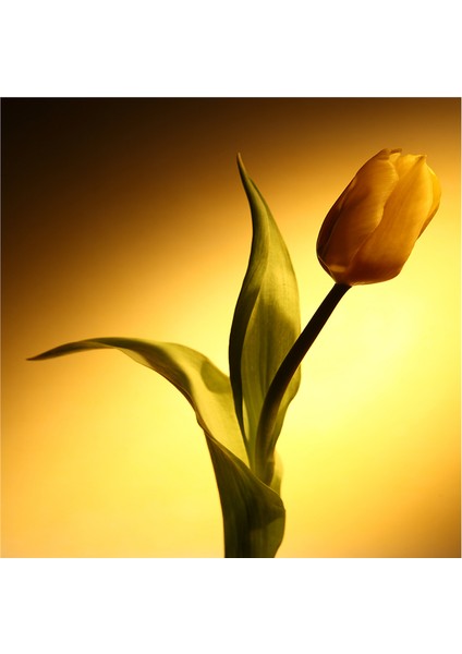 Lale ve Çiçekler Doğal Taş Bardak Altlığı 4'lü Set - Natural Stone Coasters fırsatları