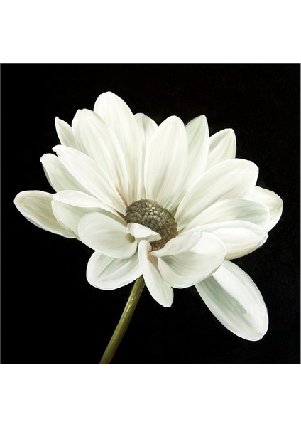 Siyah Zemin Orkide Gerbera ve Çiçekler Doğal Taş Bardak Altlığı 4'lü Set - Natural Stone Coasters fırsatları