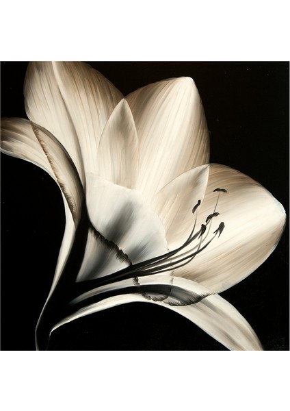 Siyah Zemin Orkide Gerbera ve Çiçekler Doğal Taş Bardak Altlığı 4'lü Set - Natural Stone Coasters indirimleri