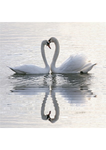 Martı Tavuskuşu Papağanlar Kuğular Doğal Taş Bardak Altlığı 4'lü Set - Natural Stone Coasters modelleri