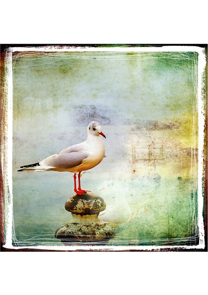 Martı Tavuskuşu Papağanlar Kuğular Doğal Taş Bardak Altlığı 4'lü Set - Natural Stone Coasters fırsatları