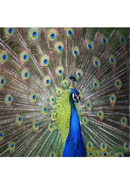 Martı Tavuskuşu Papağanlar Kuğular Doğal Taş Bardak Altlığı 4'lü Set - Natural Stone Coasters indirimleri