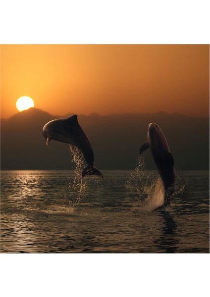 Yunus Balıkları Doğal Taş Bardak Altlığı 4'lü Set - Natural Stone Coasters fırsatları