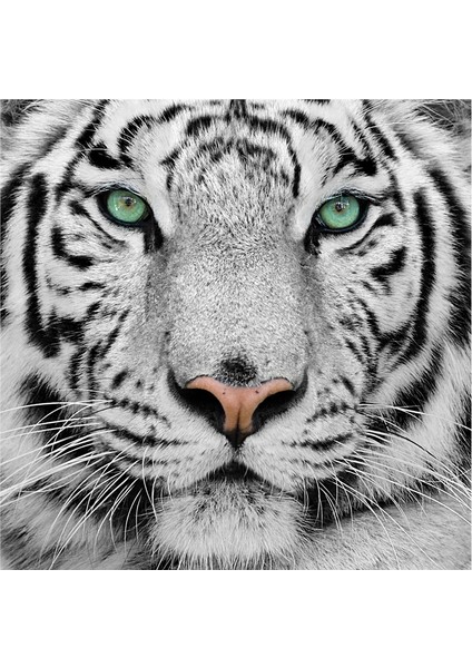 Siyah Beyaz Fil At Kaplan Zebra Doğal Taş Bardak Altlığı 4'lü Set - Natural Stone Coasters